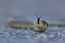 <p>UŽOVKA OBOJKOVÁ (Natrix natrix) ---- /Grass snake - Ringelnatter/</p>